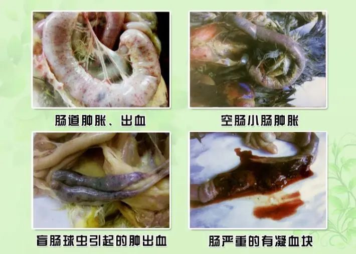 不同的球蟲對蛋雞腸道的侵害
