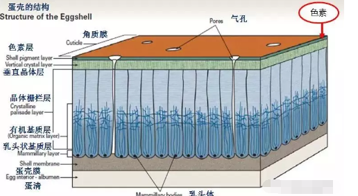 看雞蛋“臉色”，分析七大問題蛋的成因！